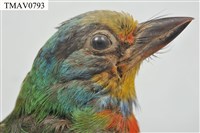 五色鳥藏品圖，第17張